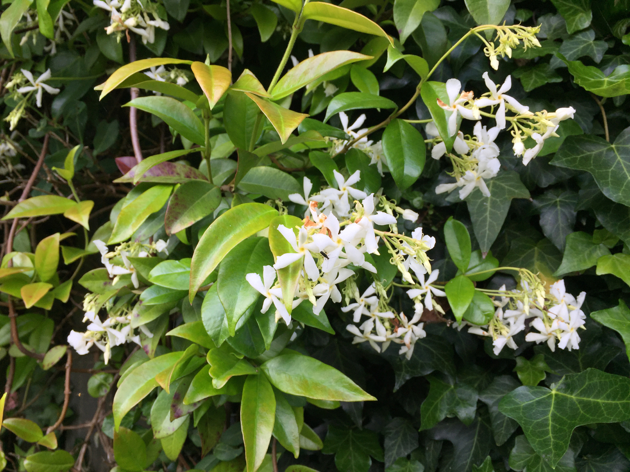 How to Propagate Star Jasmine: Create a Lush and Fragrant Garden!