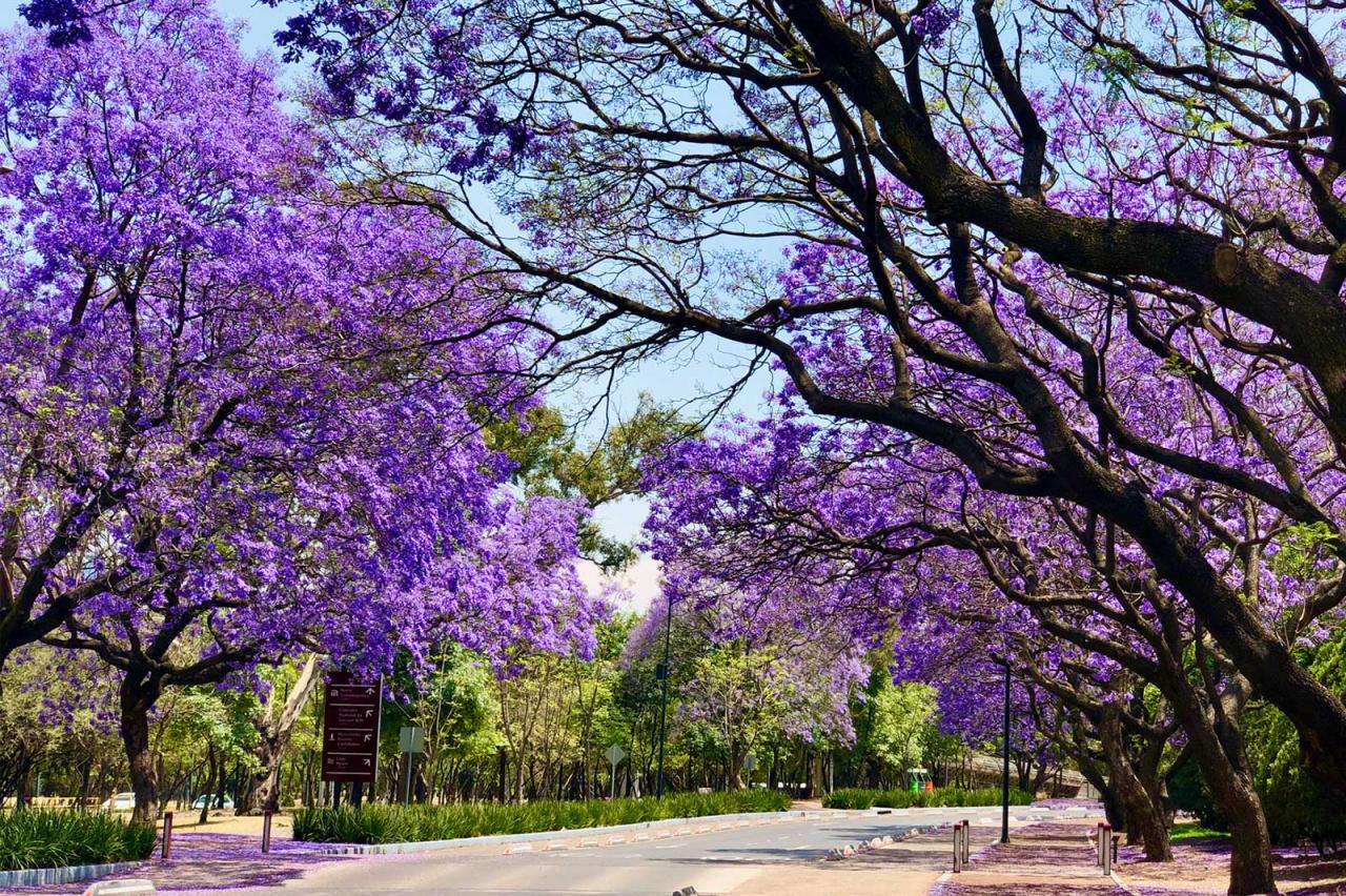 Jacaranda