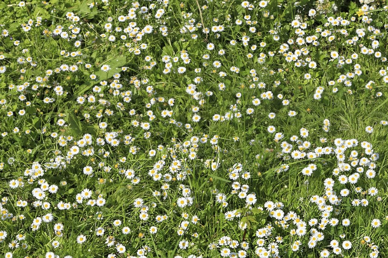 Chamomile grow growing flowers plant garden herb gardenerspath flower plants planting introduced floored first time medicinal herbs article