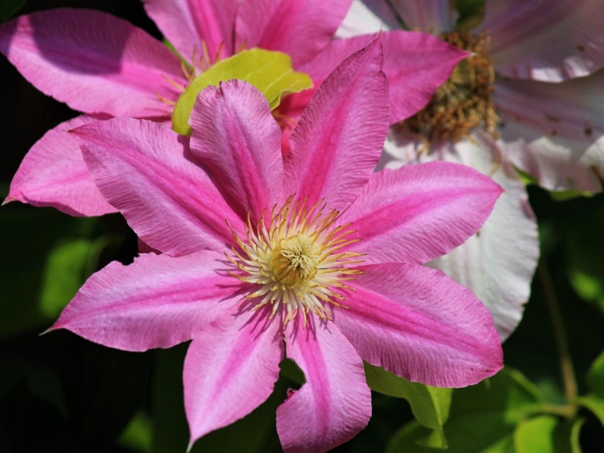 Clematis cuttings propagation empressofdirt vine