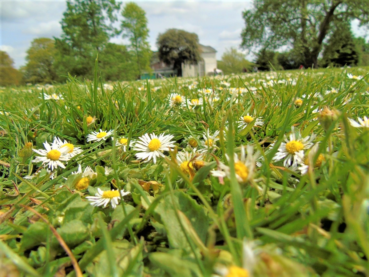 How To Keep A Chamomile Lawn Thriving In Low-Maintenance Gardens