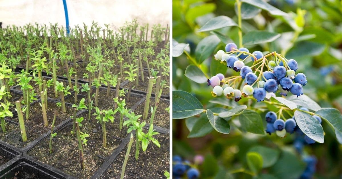 The Best Methods for Achieving Lush Blueberry Bushes Through Propagation