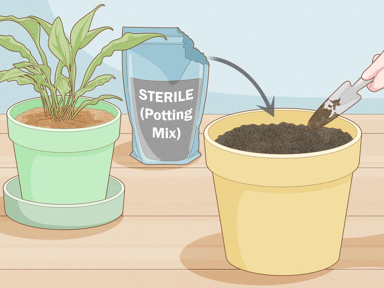 How to Properly Water Plants to Prevent Gnats