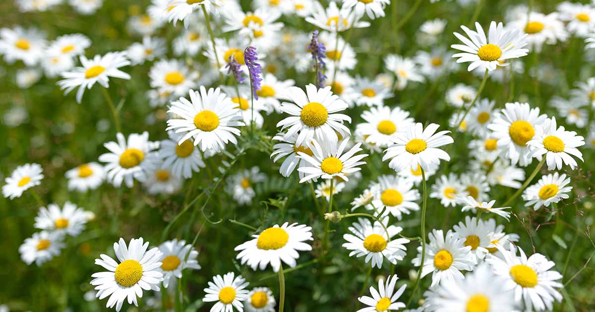 How To Keep A Chamomile Lawn Thriving In Low-Maintenance Gardens