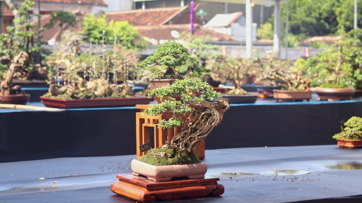 Mastering Bonsai Care With These Expert Tips