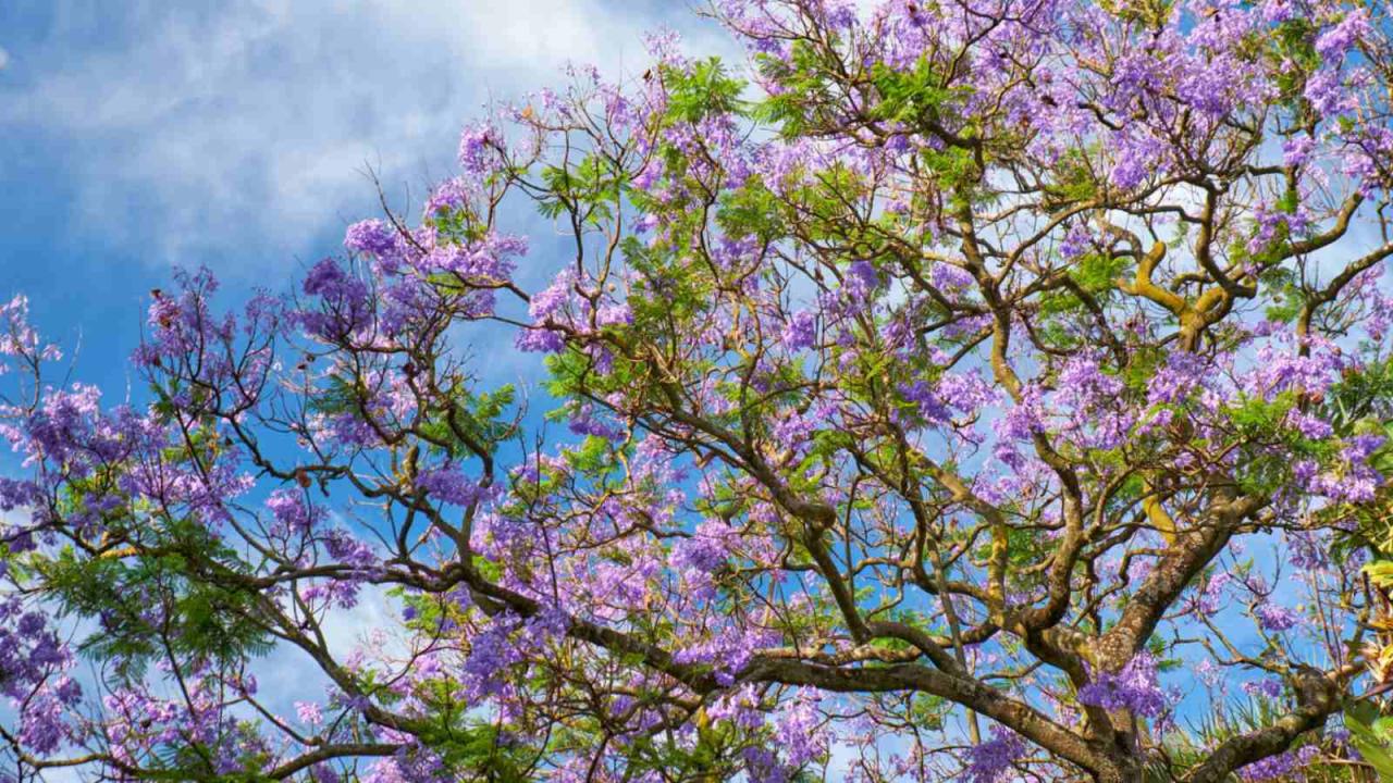 How to Achieve Garden Elegance with Jacaranda Tree: Expert Tips for Growing and Maintenance