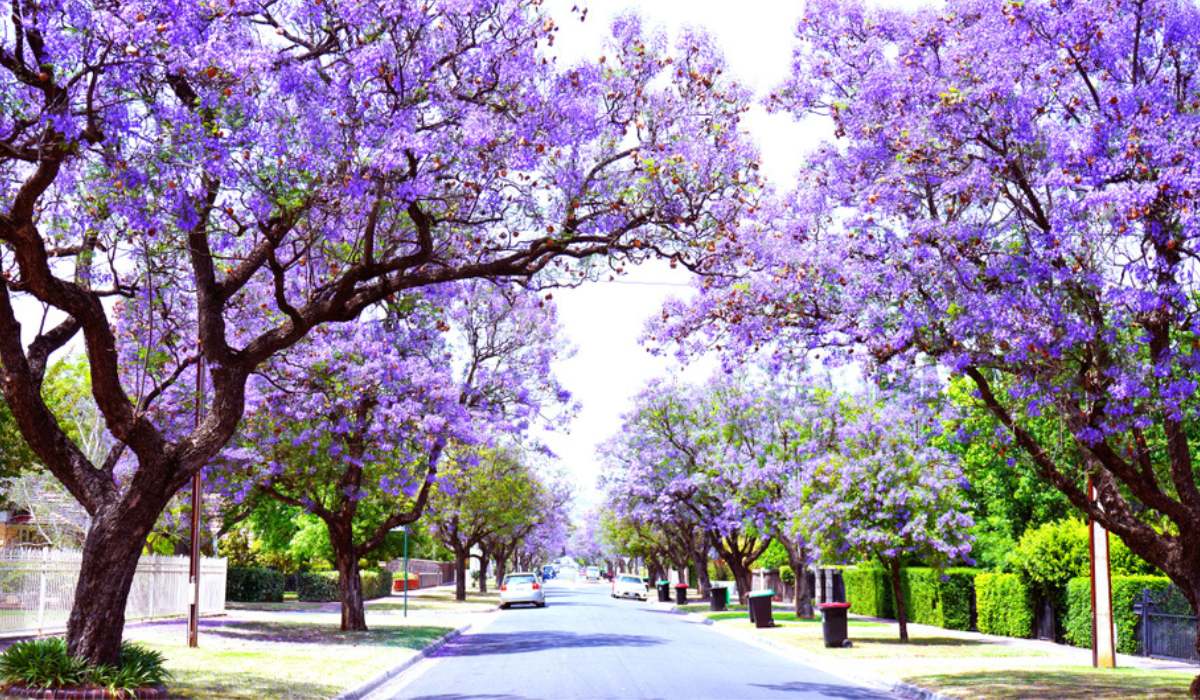 How to Achieve Garden Elegance with Jacaranda Tree: Expert Tips for Growing and Maintenance