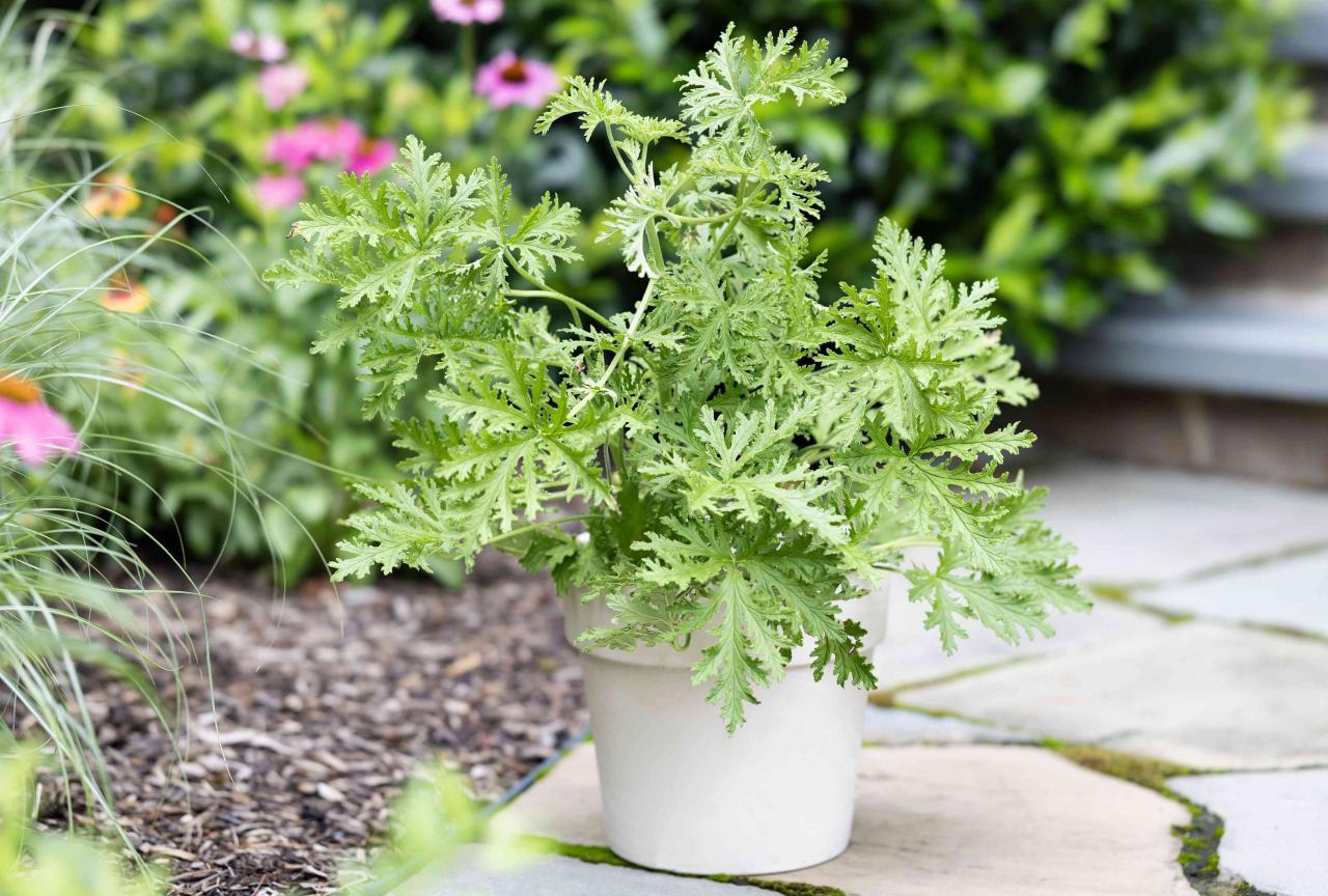 Grow Citronella for a Pest-Free Garden