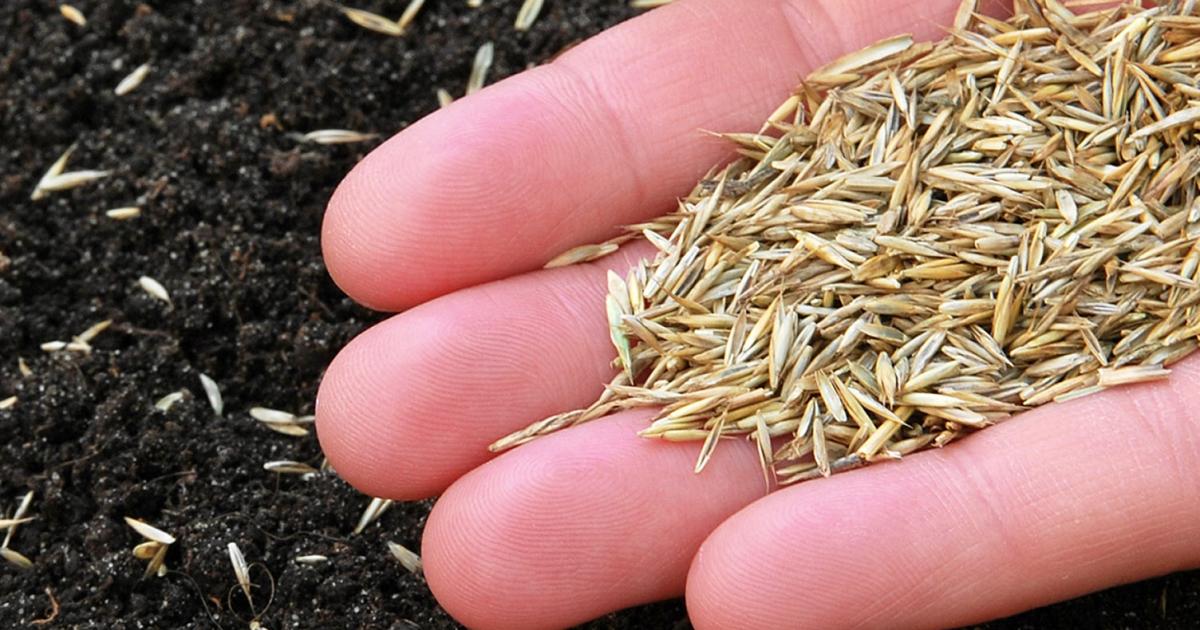 When to Sow Grass Seed in the UK: Expert Tips for a Perfectly Green Lawn