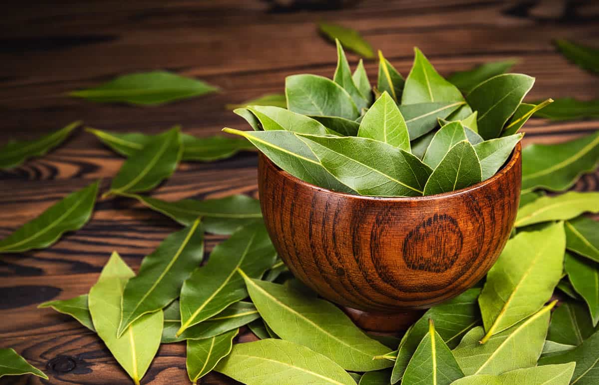 The Best Substitutes for Bay Leaves to Elevate Your Cooking