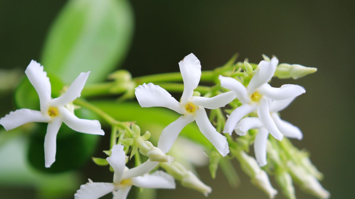 How to Propagate Star Jasmine: Create a Lush and Fragrant Garden!