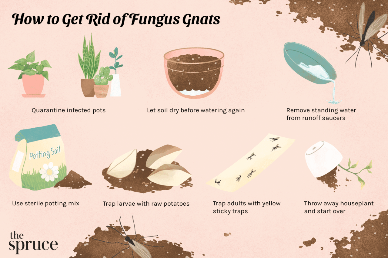 How to Properly Water Plants to Prevent Gnats