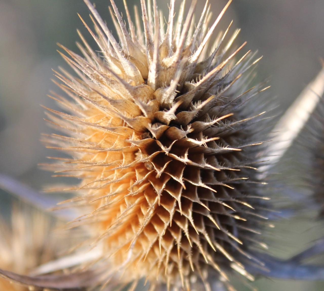 Why Spiky Seeds Are the Best Defense Against Garden Pests