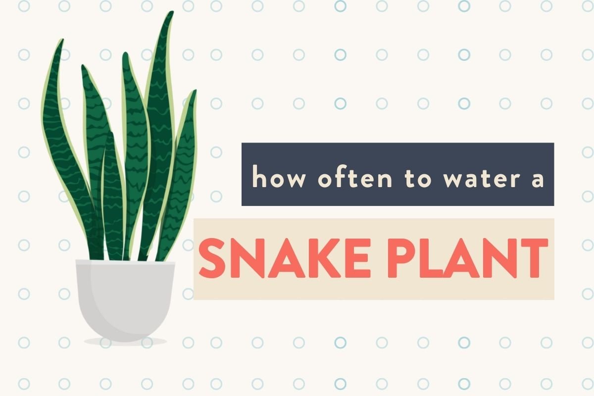 Snake Plant Watering Guide: How Much Water is Enough?