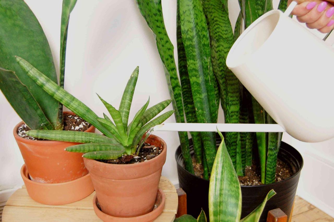 How Often to Water Snake Plants in Low-Light Conditions