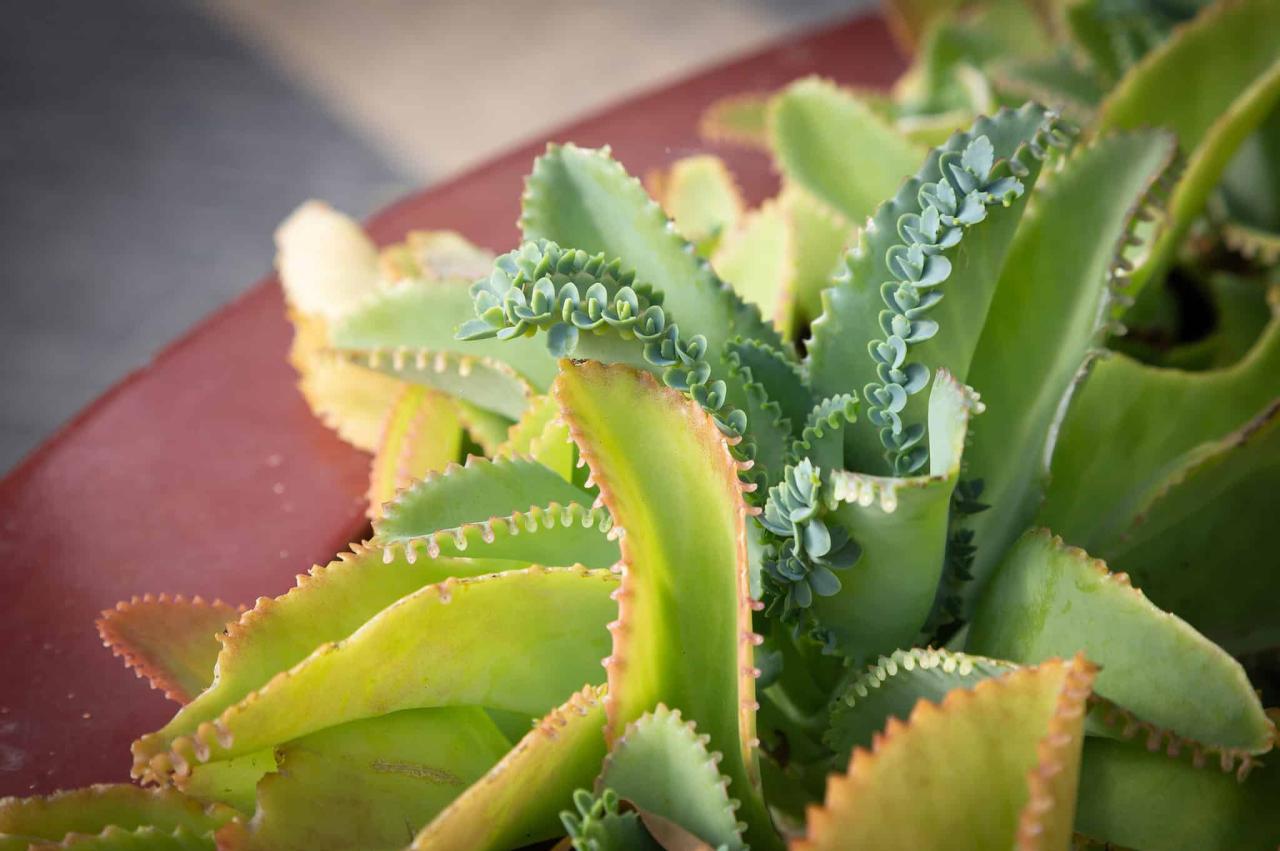 How to Turn Your Mother of Thousands into a Thriving Collection