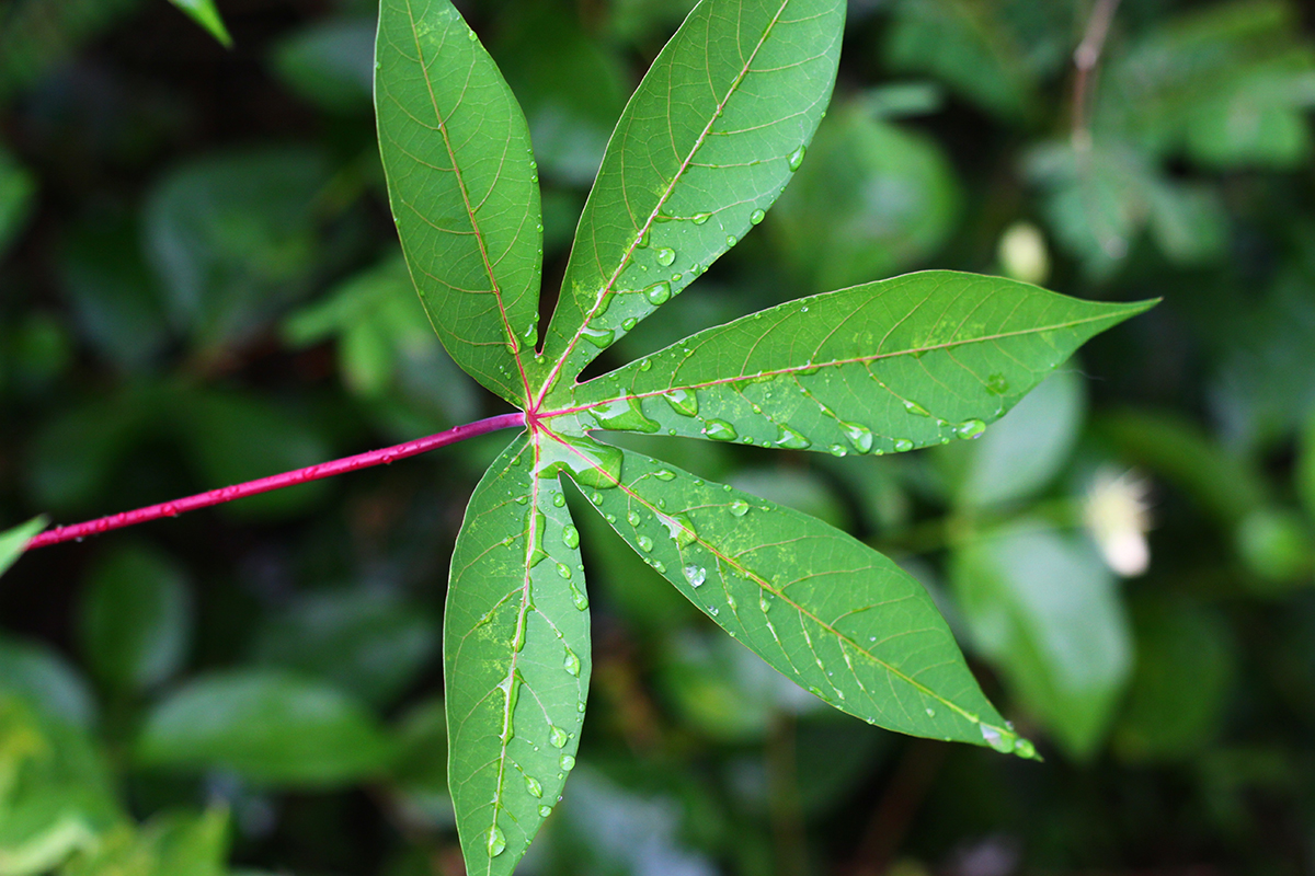 Cassava Leaf Magic: How to Cultivate This Nutritious Plant for Maximum Health Benefits