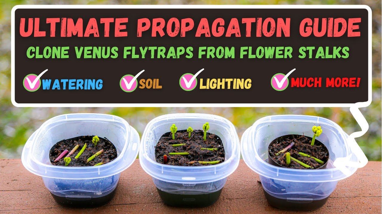 The Quickest and Easiest Way to Propagate Venus Fly Traps