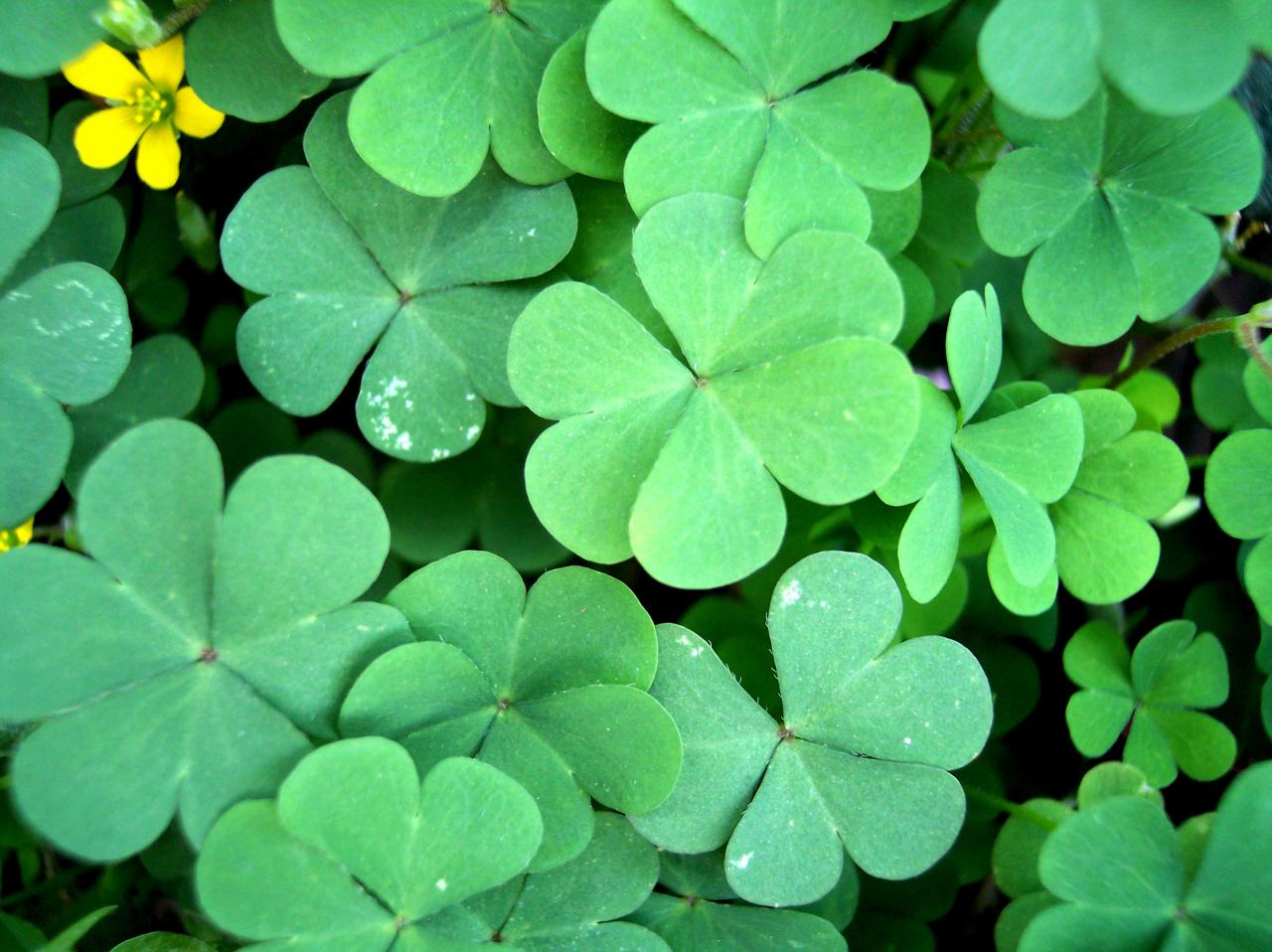 Grow Four-Leaf Clovers Successfully: The Essential Guide