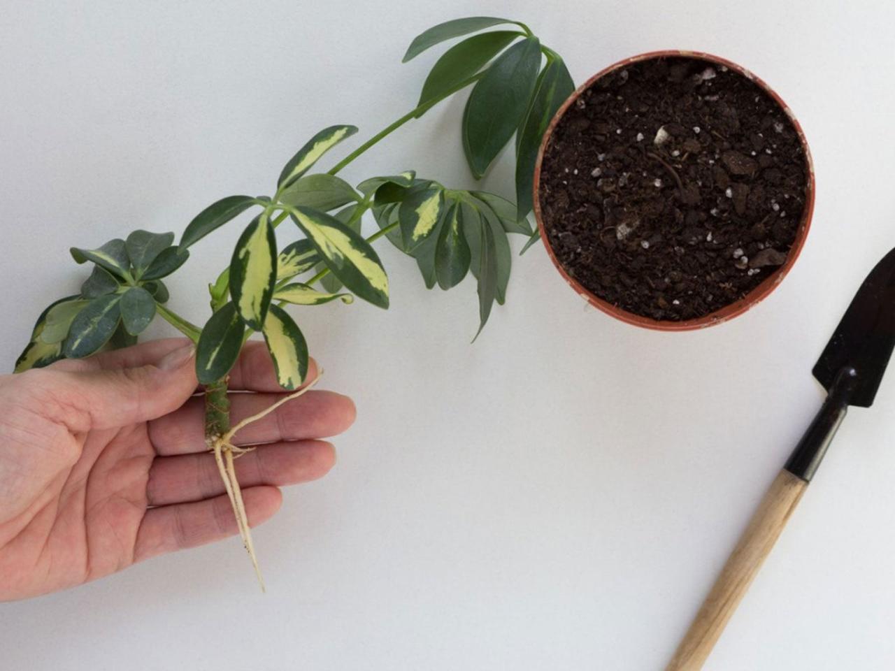 The Best Strategies for Successfully Propagating Schefflera Plants